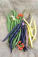 Selection of freshly picked french and runner beans, 'Sonesta', 'Purple Teepee', 'Borlotti' and 'Scarlet Runners' on hessian