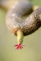 Corylus avellana - Corkscrew Hazel, close up of female flower, March