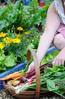 Early summer harvest of salad vegetables, woman hands placing beetroot into trug of potatoes, spring onions, carrots, radishes and lettuce, raised beds in background, UK, June