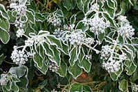 Hedera helix - Common Ivy, frosted in cold weather, Norfolk, UK, December 