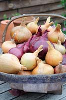 Home grown red and white maincrop onions in rustic wooden trug, Norfolk, UK, September