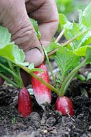 Garden radishes, 'French Breakfast', close up of gardeners hand pulling ripe roots in garden, UK, June