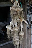 Garlic hanging in potting shed, UK, April