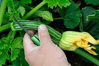 Home grown courgettes 'Striato', gardeners hands cutting fresh young specimen, Norfolk, UK, July