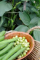 Home grown Broad beans 'Express' in basket with shelled beans, Norfolk, UK, June