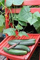 Greenhouse Cucumbers, 'Tiffany', freshly picked on red wooden chair, Norfolk, UK, August