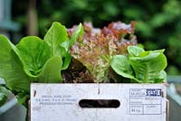 lettuces growing in reclaimed grocery box, Norfolk, UK, June