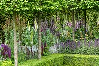 Planting in Husqvarna Garden, including  espaliered Carpinus betulus, Buxus sempervirens hedge, Leucadendron 'Safari Sunset' and 'Burgundy Sunset' - The RHS Chelsea Flower Show 2016 