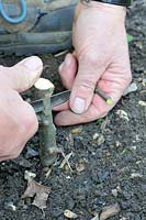 Fruit Propagation, 'whip and tongue grafting'. Gardener grafting Apple on to M26 grafting stock, preparing the rootstock