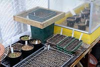 Greenhouse staging in spring, with trays of seeds covvered with mesh to prevent mice damage, propagator in background, Norfolk, UK, March