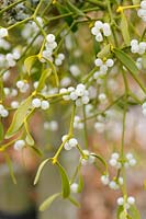 Viscum album - Garden Mistletoe, Norfolk, England, March