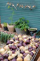 Potting shed with drying garlic, shallots and maincrop onions, Norfolk, UK, August