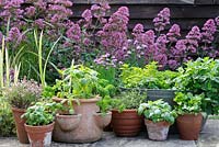 Pot grown herbs including mint, chives, basil, parsley, and thyme, pots arranged on patio, UK, June