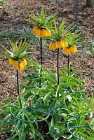 Fritillarria imperialis supported by plastic plant supports and canes, Norfolk, England, April