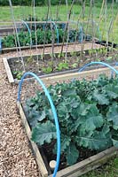 Small allotment plot with brassicas covered by netting to prevent cabbage butterfly infestation, UK, May