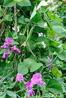 Phaseolus coccineus 'Polestar' and 'White Lady' - runner beans interplanted with sweet peas, 'Sir Cliff', to assist in pollination, Norfolk, UK, August