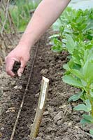 Sowing vegetable seed, Salsify 'Mammoth', gardener covering seed with compost to assist germination, UK, May