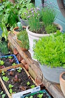 Collection of pots and containers with herbs and salad leaves outside the potting shed, UK, June