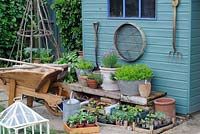 Springtime potting shed with various herbs and salad crops in containers, and traditional wooden wheelbarrow with tools, UK, May