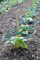 Dwarf french beans, 'Sungold', planted out in large kitchen garden with plastic plant supports, UK, June