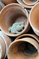 Common toad - Bufo bufo - predator of slugs aphids etc, hunting amongst terracotta pots, UK, June
