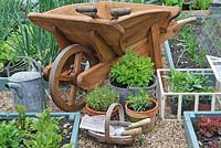 Rustic garden scene with traditional victorian style wheel barrow, watering can, wooden trug, and pots of herbs, Norfolk, UK, June