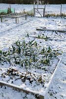 Winter allotment showing leek bed in snow, Norfolk, UK, December