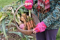 Winter allotment vegetables, woman holding wooden trug containing overwintering vegetables, leeks, swede, carrot and parsnip, Norfolk, UK, January