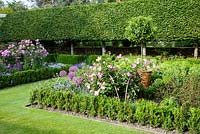 A formal rose garden with rectangular Box beds, mixed shrub roses pleached Hornbeam hedging and detail of Rosa Gallica 'Complicata' trained and pruned over cane hoops 