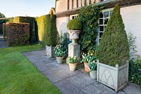 Pots of tulips, box pyramids and a box ball in an urn outside Wollerton Old Hall, Shropshire, photographed in April
