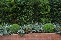 Raised bed in the front garden shielded by a Yew hedge, featuring Hellebores and Buxus sempervirens domes
