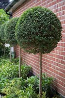 Row of Buxus lollipop topiary against red brick wall