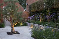 Overview of sandstone patio with uplight lighting, illuminating an Olive tree, pleached trees and patio wall.