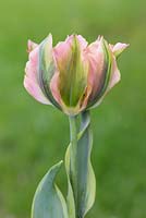 Tulipa 'Green River'