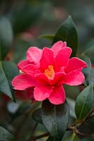 Camellia 'Freedom Bell', AGM