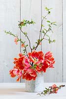Red parrot tulips with Chaenomeles - Japanese quince arranged in vase against  wooden wall