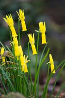 Narcissus cyclamineus - cyclamen-flowered daffodil, AGM