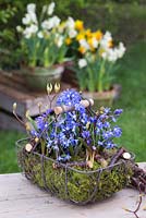 Display of Chionodoxa sardensis and Moss in a wicker basket
