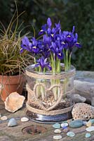 Iris reticulata 'Pixie' in a glass jar with a woven heart
