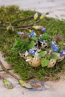 Quail eggs planted with Muscari, Dead Nettle, Hawthorn blossom and Chickweed