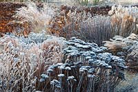 Frosty herbaceous border in winter, Sedum telephium 'Matrona', Miscanthus rubra, Aster x frikartii 'Jungfrau', Monarda 'Cherokee' seed heads, Molinia caerulea 'Transparent' Miscanthus sinensis 'Flamingo'