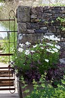 Contemporary garden with stoneware clay pot filled with Cosmos 'Purity'