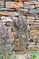 Dry stone wall garden with Leptospermum 'Silver Sheen'planted in gravel