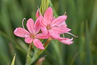 Schizostylis coccinea 'Fenland Daybreak' - kaffir lily - september