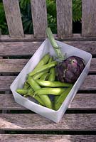 Picked broad beans and purple artichokes in tupperware box