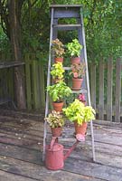 Coleus plants in terracotta pots on wooden steps