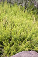 Erica carnea 'Golden Starlet' - alpine heath 