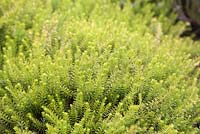 Erica carnea 'Golden Starlet' - alpine heath