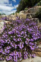 Scaevola aemula 'Purple Fanfare', Fan Flower covered in purple fan shaped flowers.
