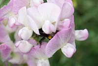 Bee searching for nectar in everlasting pea flowers. Lathyrus latifolius, pale pink flowers